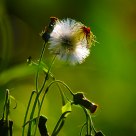 红背绒缨菊的果实    Emilia sagittata
